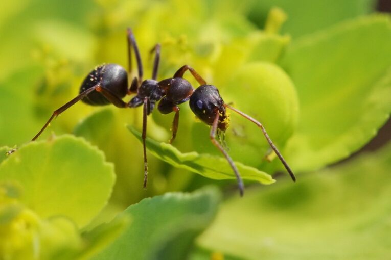 Ants oppose prostate inflammation