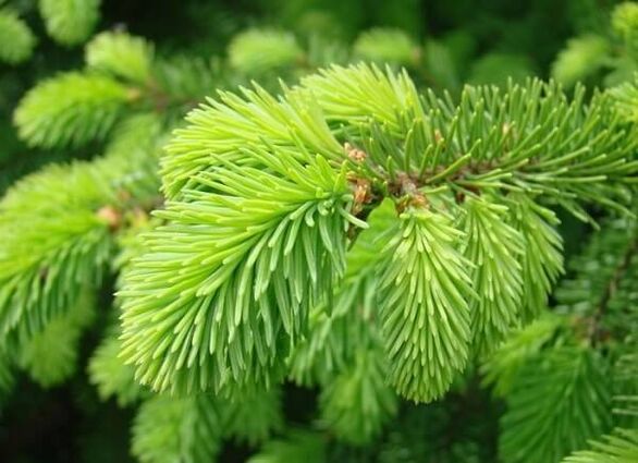 Needle for treating prostatitis
